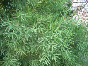 Podocarpus gracilior - foliage